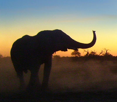 File:Elephant sunset.jpg