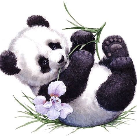 File:Panda Iris.jpg
