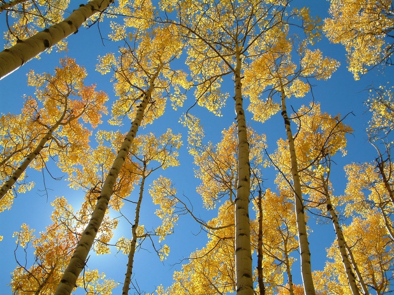 File:Colorado Fall Aspens Sky.jpg