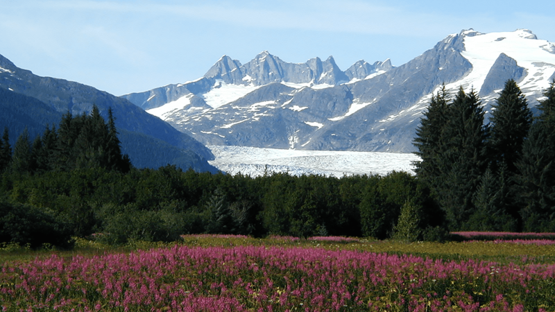 File:Mendenhall-glacier-fireweed.png