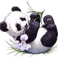 Panda Iris.jpg