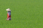 Vietnam2013.png