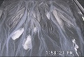 Thumbnail for version as of 13:14, 18 August 2010